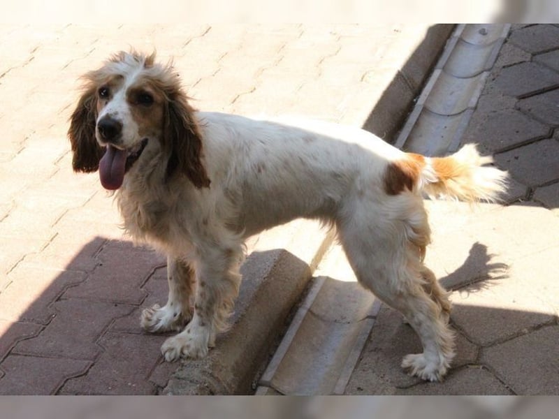 Powerpaket mit grossem Herz, Cockerspaniel Hündin Filiz