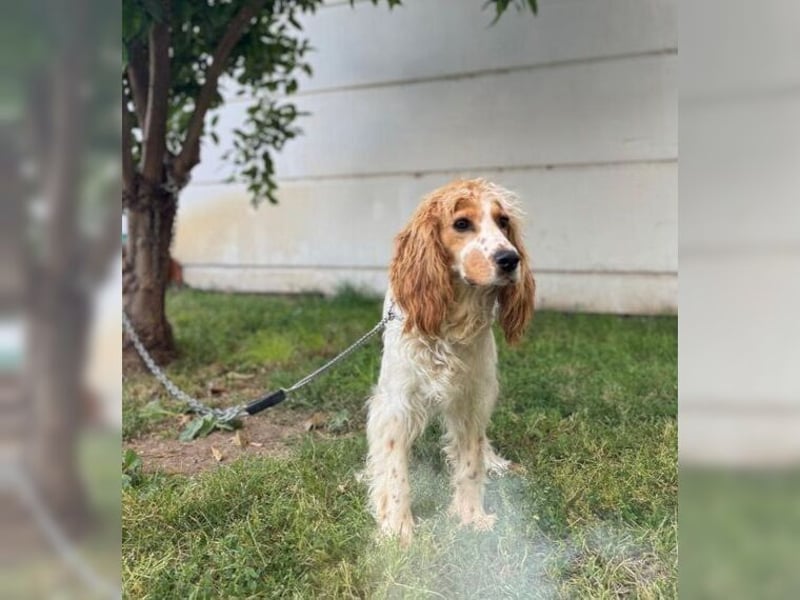 Powerpaket mit grossem Herz, Cockerspaniel Hündin Filiz