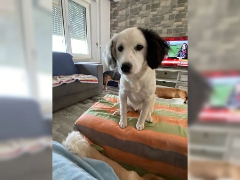 Zauberhafte, unkomplizierte junge Hündin Casper