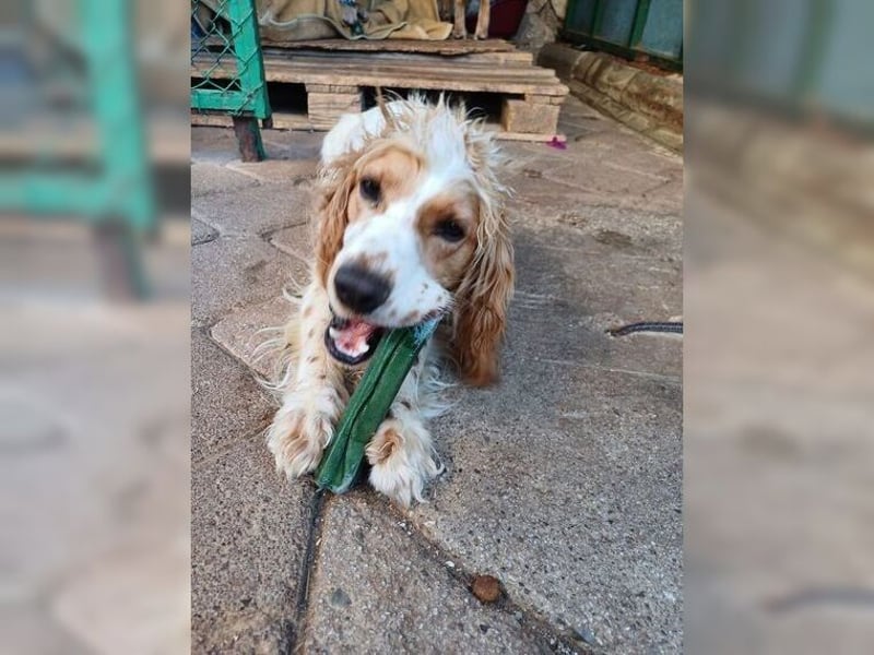 Powerpaket mit grossem Herz, Cockerspaniel Hündin Filiz