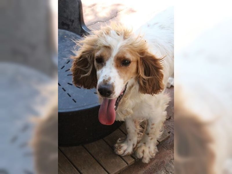 Powerpaket mit grossem Herz, Cockerspaniel Hündin Filiz