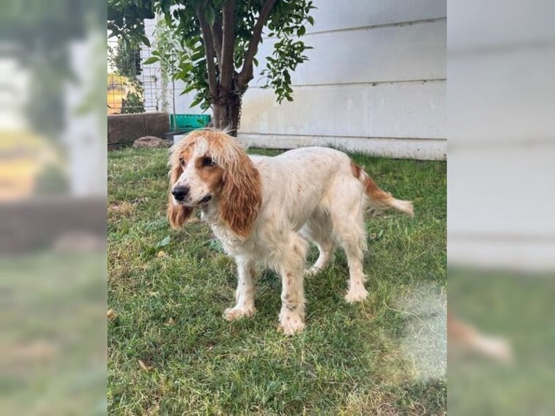 Powerpaket mit grossem Herz, Cockerspaniel Hündin Filiz