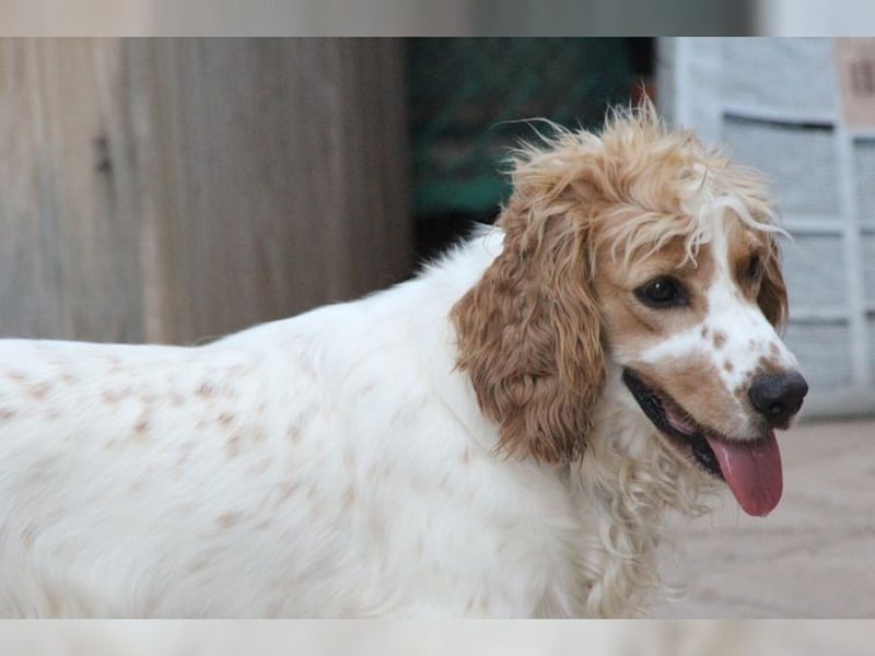 Powerpaket mit grossem Herz, Cockerspaniel Hündin Filiz