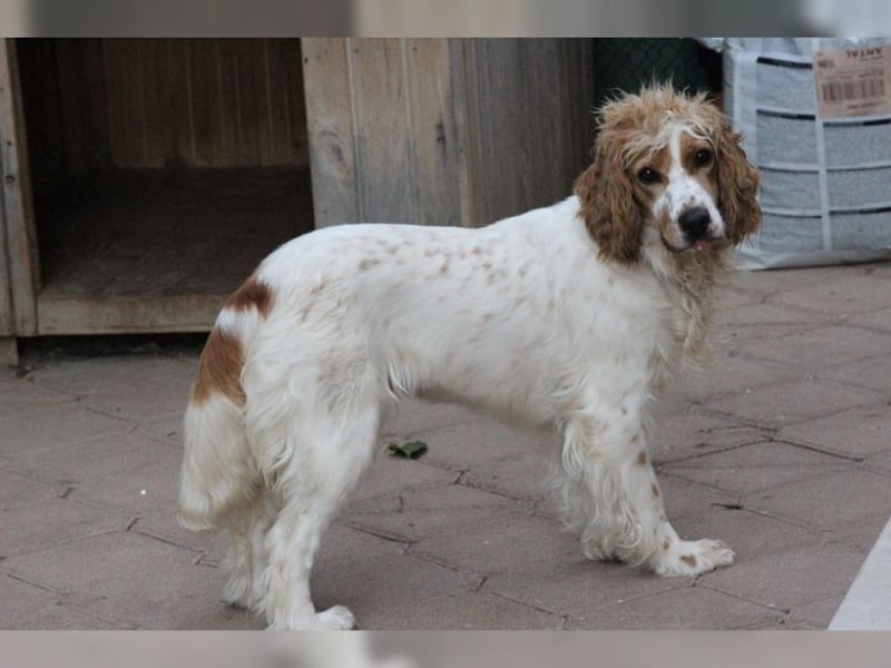 Powerpaket mit grossem Herz, Cockerspaniel Hündin Filiz