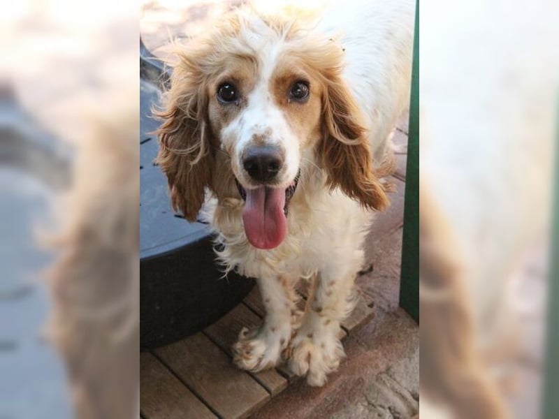 Powerpaket mit grossem Herz, Cockerspaniel Hündin Filiz
