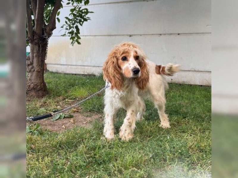 Powerpaket mit grossem Herz, Cockerspaniel Hündin Filiz