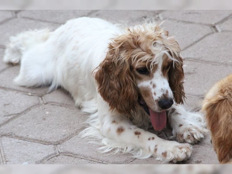 Powerpaket mit grossem Herz, Cockerspaniel Hündin Filiz
