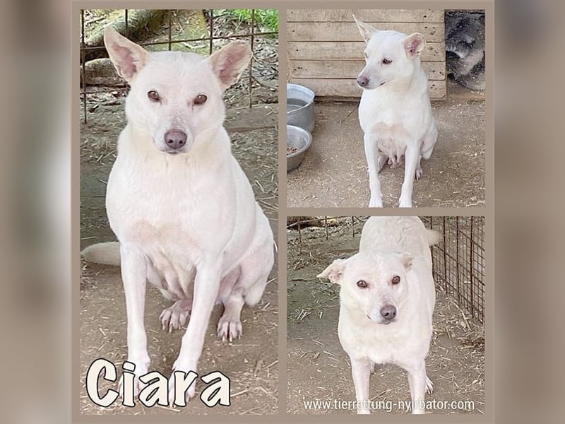 CIARA, bildbübsches Hundemädl