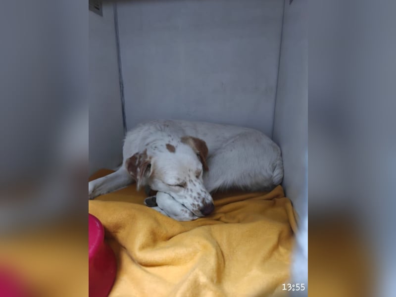 Lucy - in  12351 Berlin auf Pflegstelle