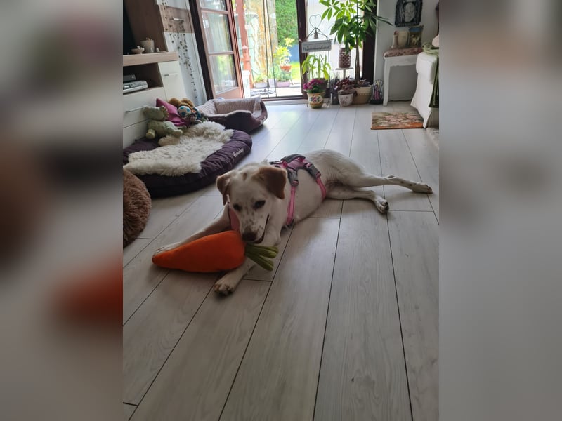 Lucy - in  12351 Berlin auf Pflegstelle