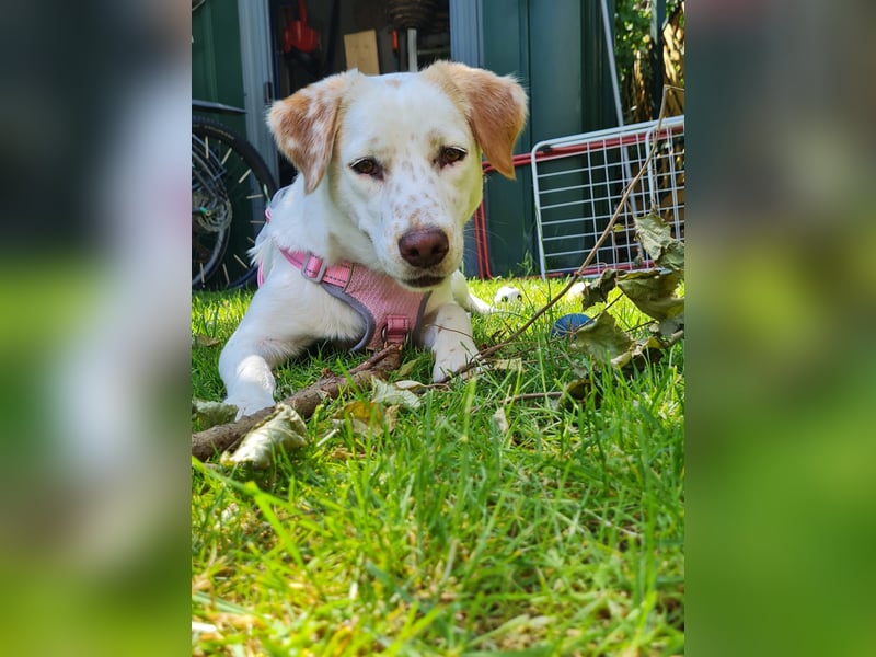 Lucy - in  12351 Berlin auf Pflegstelle