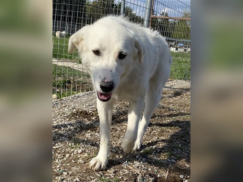 Gwendolyn, geb. ca. 04/2021, lebt in GRIECHENLAND, im städt. Tierheim Serres