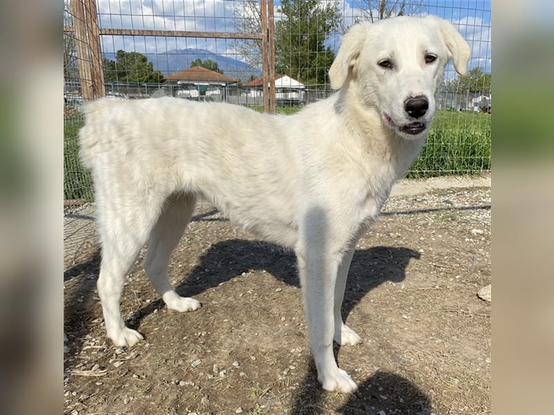 Gwendolyn, geb. ca. 04/2021, lebt in GRIECHENLAND, im städt. Tierheim Serres