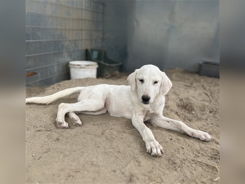 Aspra, geb. ca. 05/2023, lebt in GRIECHENLAND, im städt. Tierheim Serres