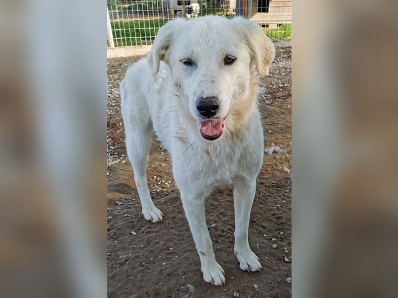 Gwendolyn, geb. ca. 04/2021, lebt in GRIECHENLAND, im städt. Tierheim Serres