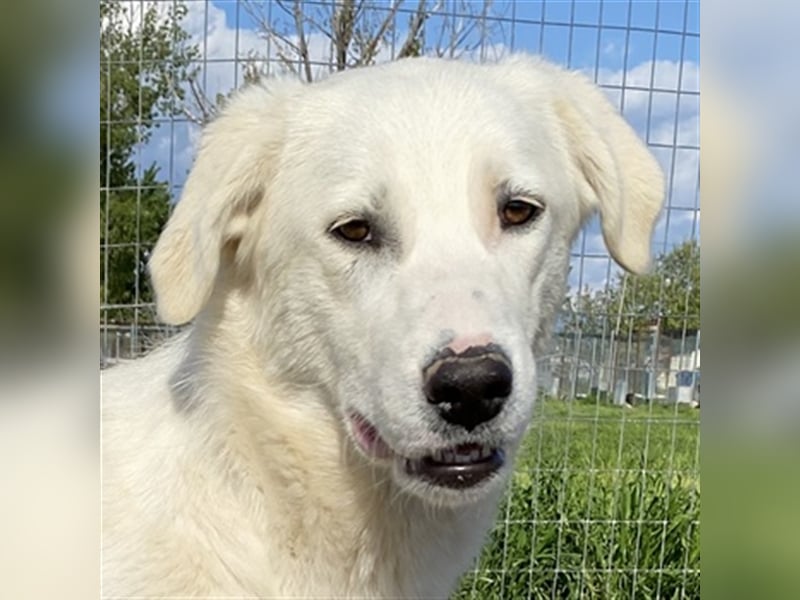 Gwendolyn, geb. ca. 04/2021, lebt in GRIECHENLAND, im städt. Tierheim Serres