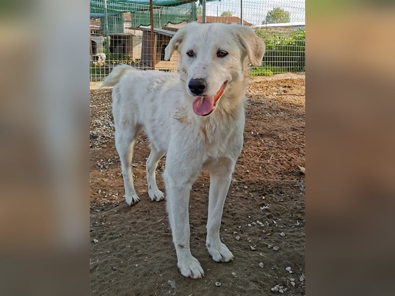 Gwendolyn, geb. ca. 04/2021, lebt in GRIECHENLAND, im städt. Tierheim Serres