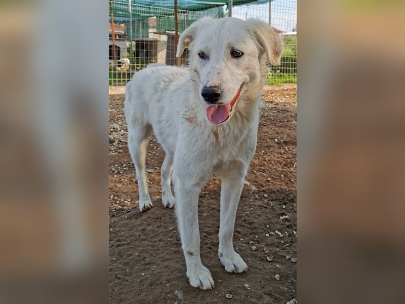 Gwendolyn, geb. ca. 04/2021, lebt in GRIECHENLAND, im städt. Tierheim Serres