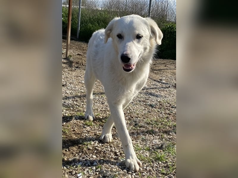Gwendolyn, geb. ca. 04/2021, lebt in GRIECHENLAND, im städt. Tierheim Serres