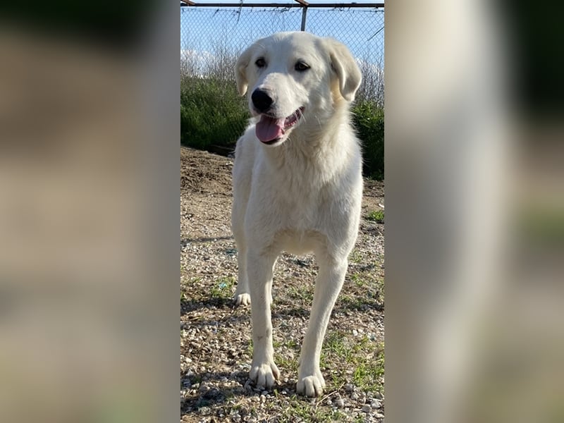 Gwendolyn, geb. ca. 04/2021, lebt in GRIECHENLAND, im städt. Tierheim Serres