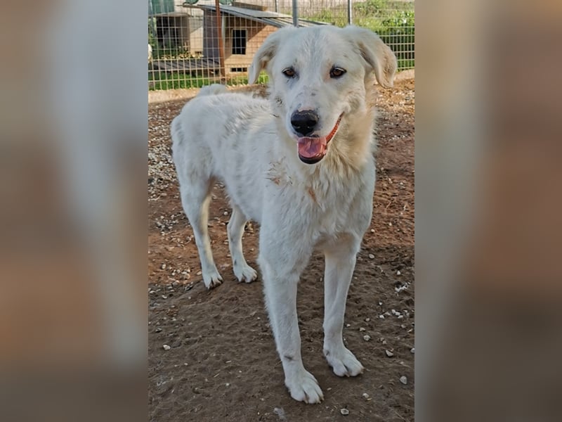 Gwendolyn, geb. ca. 04/2021, lebt in GRIECHENLAND, im städt. Tierheim Serres