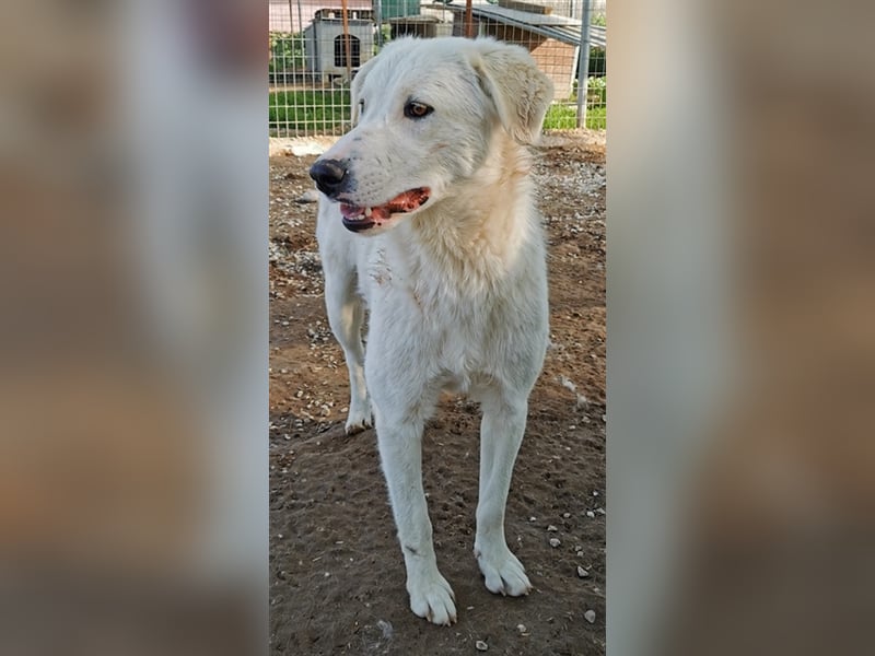 Gwendolyn, geb. ca. 04/2021, lebt in GRIECHENLAND, im städt. Tierheim Serres