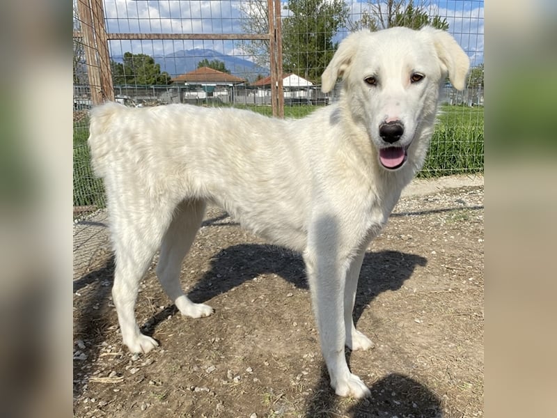 Gwendolyn, geb. ca. 04/2021, lebt in GRIECHENLAND, im städt. Tierheim Serres