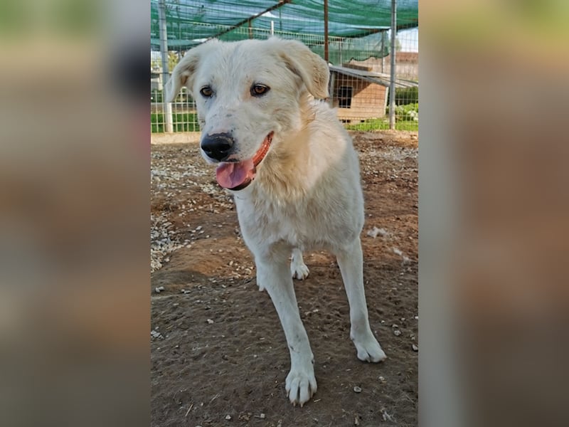 Gwendolyn, geb. ca. 04/2021, lebt in GRIECHENLAND, im städt. Tierheim Serres