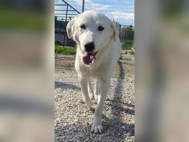 Gwendolyn, geb. ca. 04/2021, lebt in GRIECHENLAND, im städt. Tierheim Serres