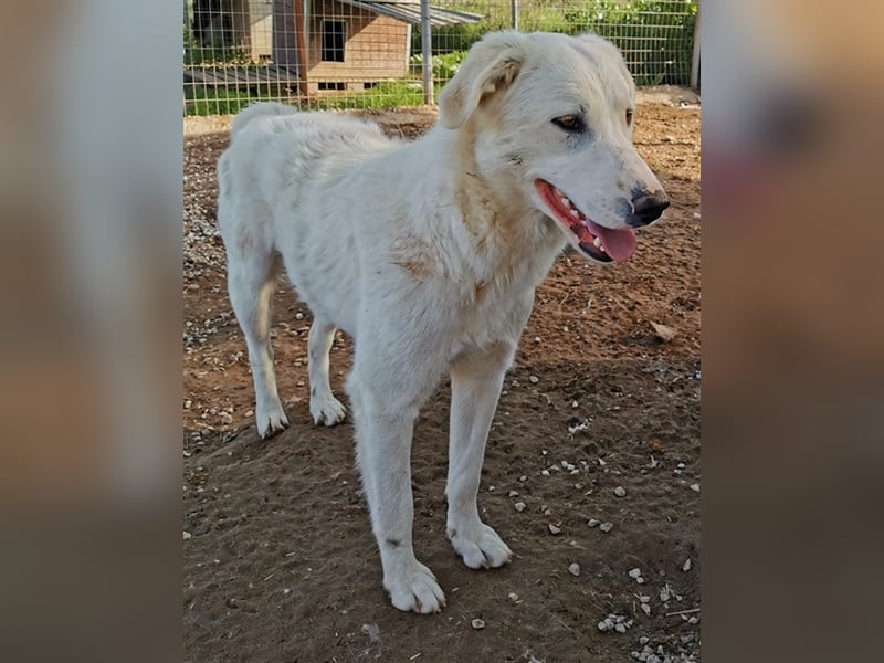 Gwendolyn, geb. ca. 04/2021, lebt in GRIECHENLAND, im städt. Tierheim Serres