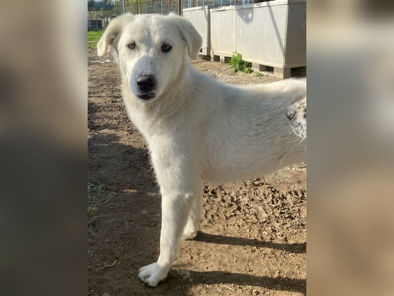 Gwendolyn, geb. ca. 04/2021, lebt in GRIECHENLAND, im städt. Tierheim Serres