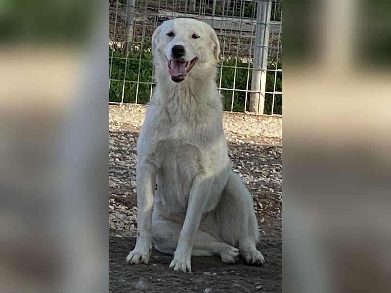 Gwendolyn, geb. ca. 04/2021, lebt in GRIECHENLAND, im städt. Tierheim Serres