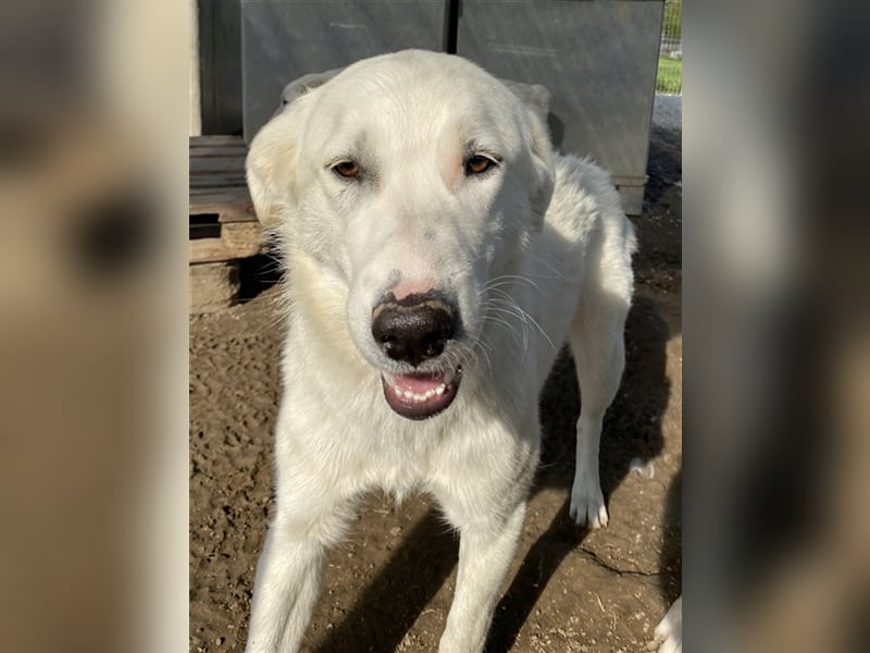 Gwendolyn, geb. ca. 04/2021, lebt in GRIECHENLAND, im städt. Tierheim Serres