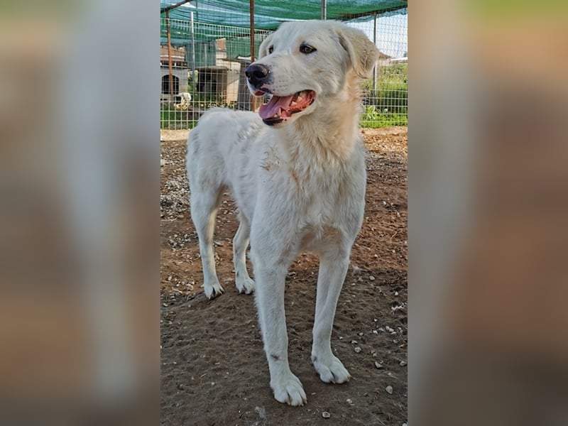 Gwendolyn, geb. ca. 04/2021, lebt in GRIECHENLAND, im städt. Tierheim Serres