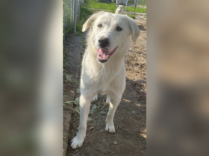 Gwendolyn, geb. ca. 04/2021, lebt in GRIECHENLAND, im städt. Tierheim Serres