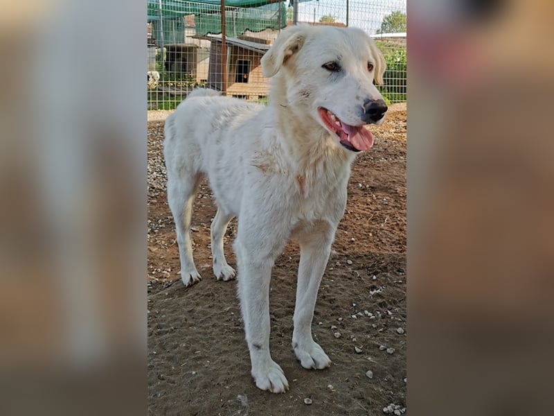 Gwendolyn, geb. ca. 04/2021, lebt in GRIECHENLAND, im städt. Tierheim Serres