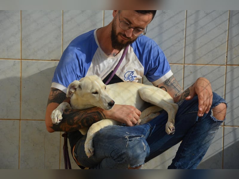 Pipa, unglaublich herzige Rasselbande sucht ihr Glück