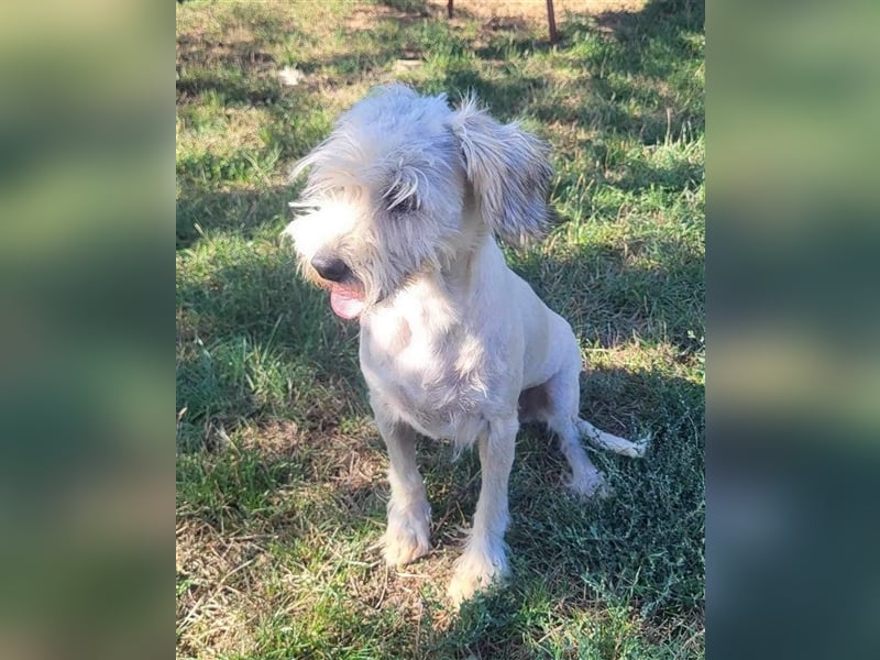 Nala von kettenlos