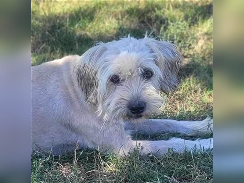 Nala von kettenlos
