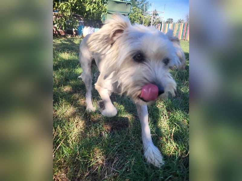 Nala von kettenlos
