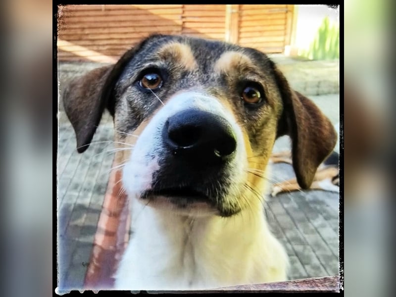 Hermine - schüchtern und lieb - ist auf der Suche