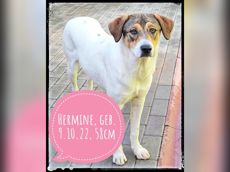Hermine - schüchtern und lieb - ist auf der Suche