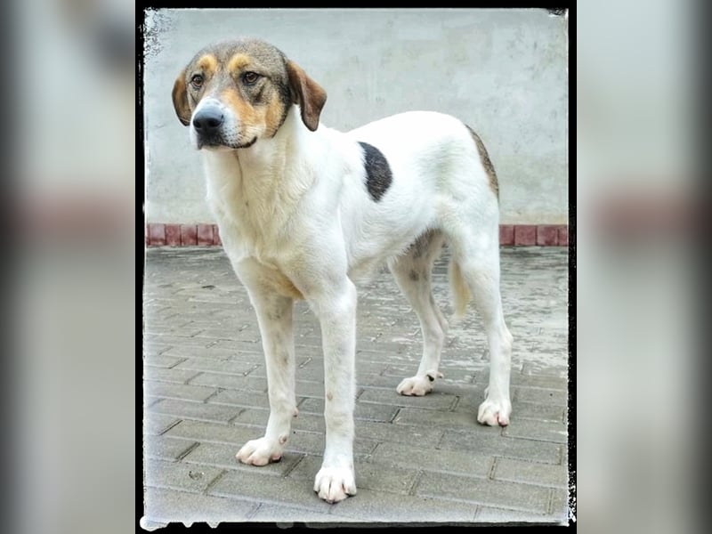 Hermine - schüchtern und lieb - ist auf der Suche