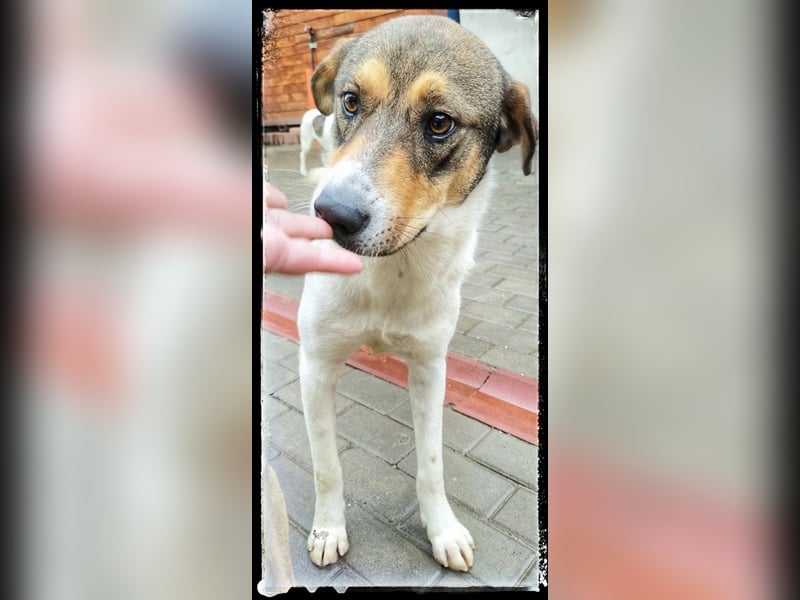 Hermine - schüchtern und lieb - ist auf der Suche