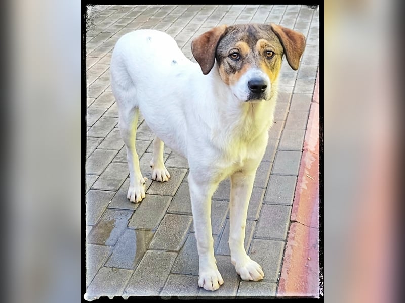 Hermine - schüchtern und lieb - ist auf der Suche