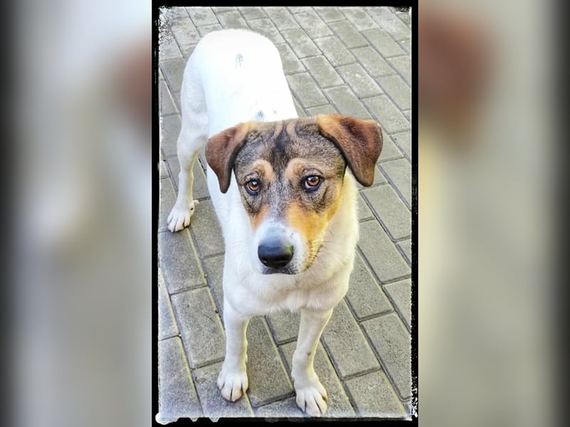 Hermine - schüchtern und lieb - ist auf der Suche