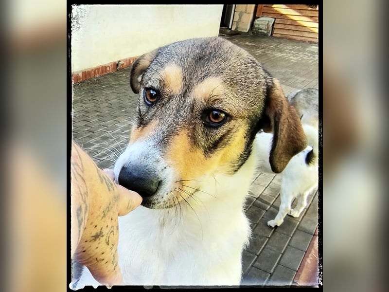 Hermine - schüchtern und lieb - ist auf der Suche
