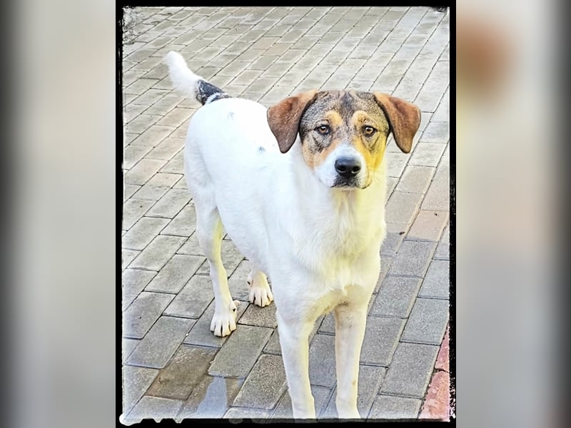 Hermine - schüchtern und lieb - ist auf der Suche