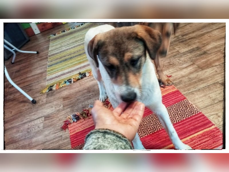 Hermine - schüchtern und lieb - ist auf der Suche