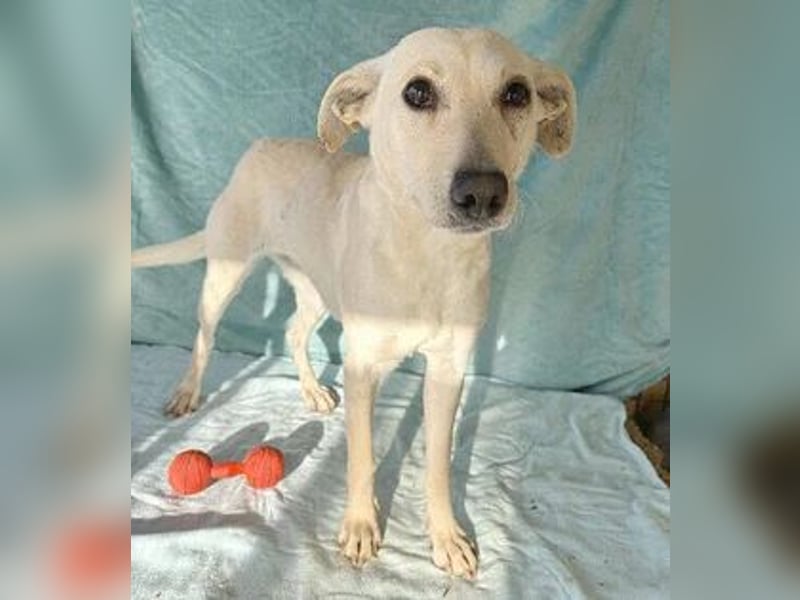 Lisa, Mischling, Hündin, 1,5 Jahre, ca. 42 cm, 12 kg